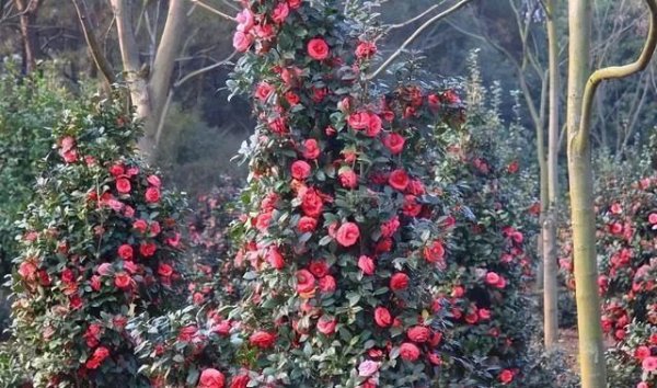 百家乐官方入口 茶花、正人兰着花少，公道这2种“酸性水”，倒1点，花开爆满盆